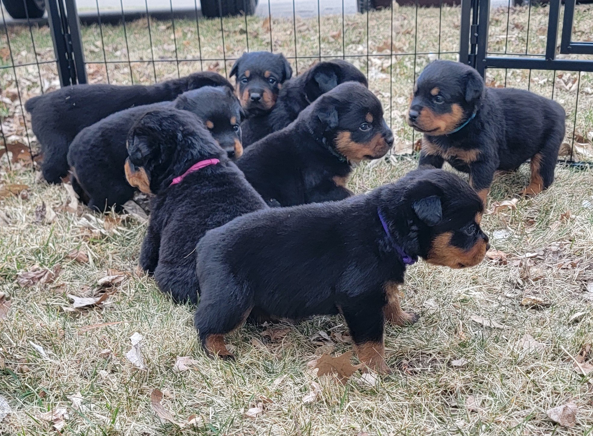 Chaos Creek Rottweiler Breeder in Minnesota
