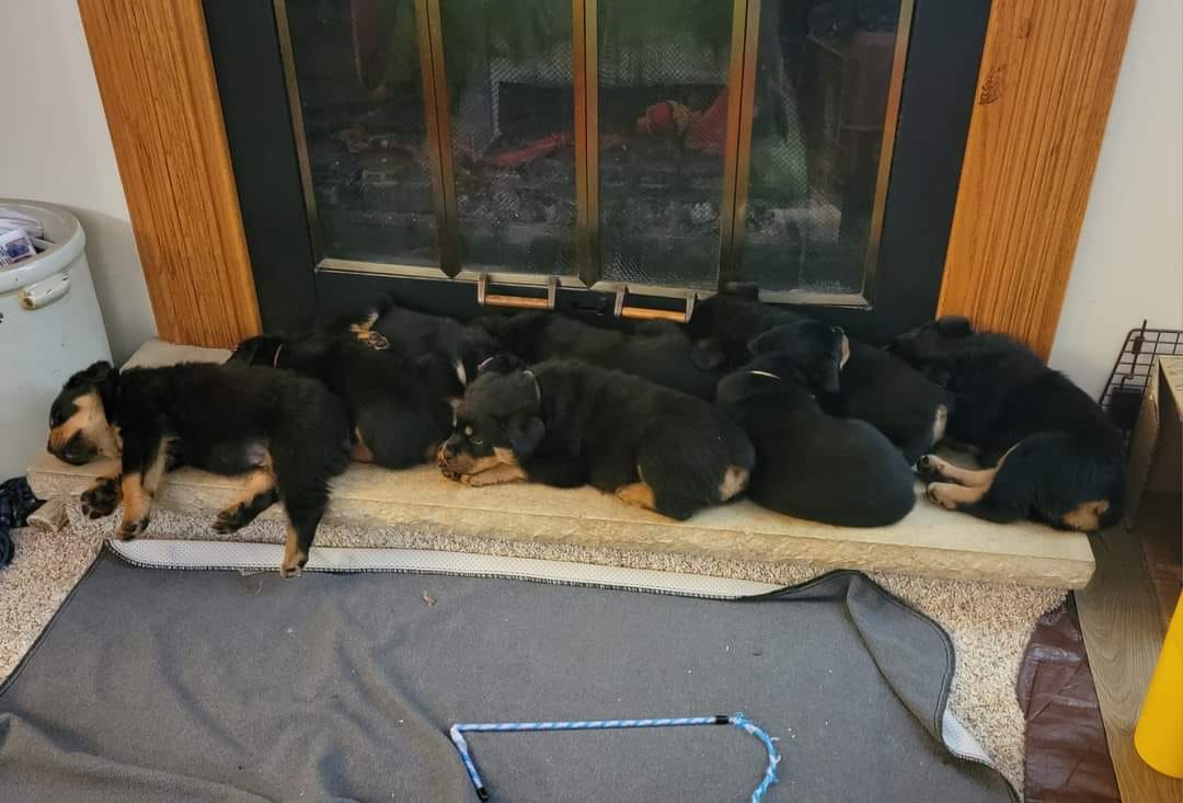 Chaos Creek Rottweiler Breeder in Wisconsin