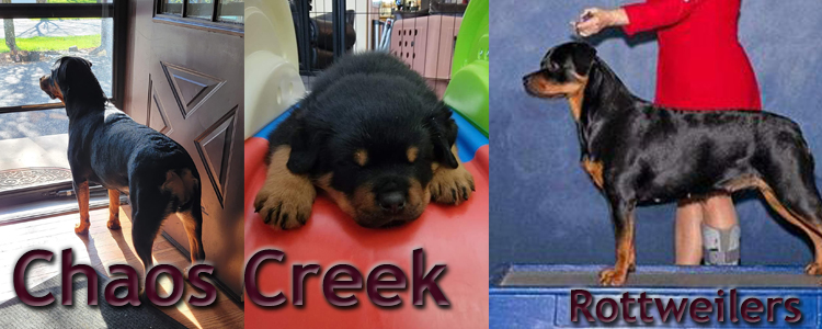 Chaos Creek Rottweilers